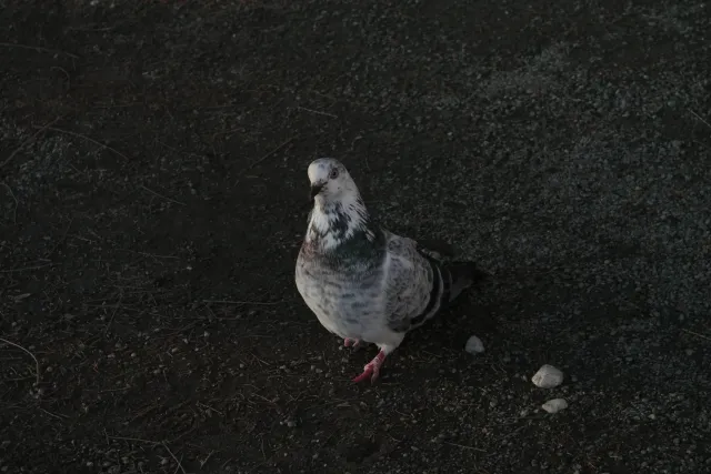 Industar-50-2 50mm f3.5 (M42) - 00002429.webp