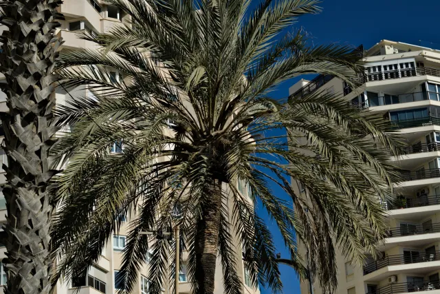 Zenith Helios-77M-4 50mm f1.8 VOMZ (M42) - 00000814.webp