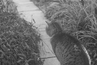 PZO Janpol Color 80mm f5.6 (M42) - 00001929.webp