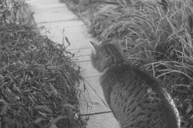 PZO Janpol Color 80mm f5.6 (M42) - 00001929.webp