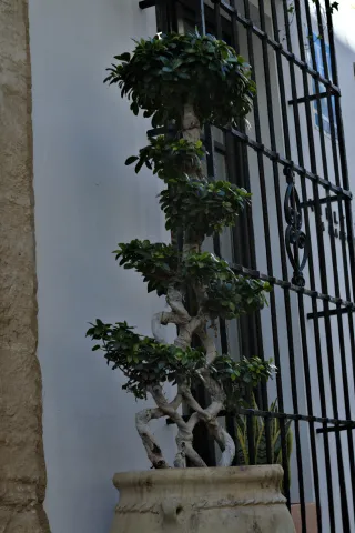 Zenith Helios-77M-4 50mm f1.8 VOMZ (M42) - 00001031.webp