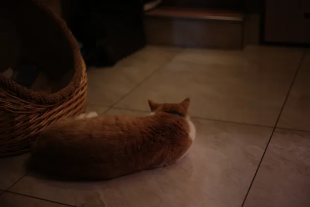 Rollei Planar 50mm f1.8 HFT C (QBM) - 00001716.webp