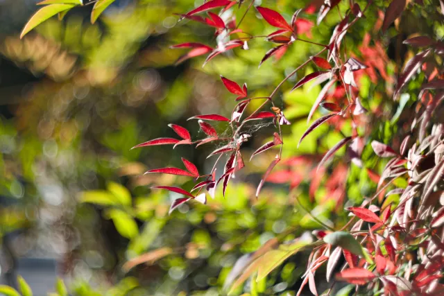 Zenith Helios-77M-4 50mm f1.8 VOMZ (M42) - 00001266.webp