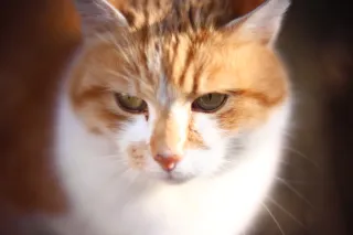 KOWA SUPER PROMINAR-16 50mm f1.2 Eiki 16mm (DIY) - 00002085.webp