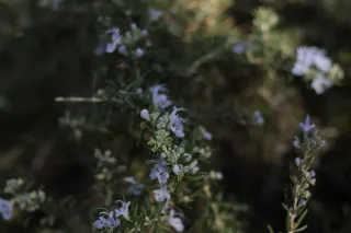 Zenith Helios-77M-4 50mm f1.8 VOMZ (M42) - 00002670.webp