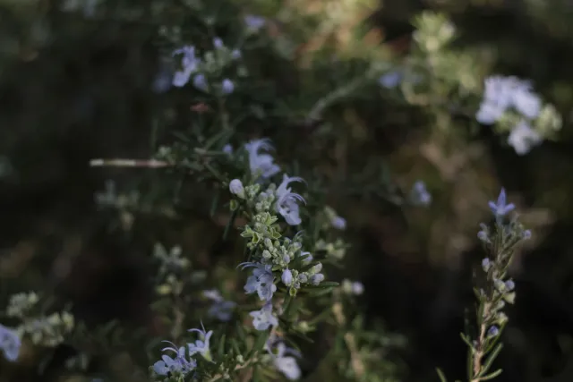 Zenith Helios-77M-4 50mm f1.8 VOMZ (M42) - 00002670.webp