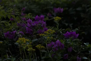 Tamron 28-300mm F3.5-6.3 (EF) - 00000590.webp