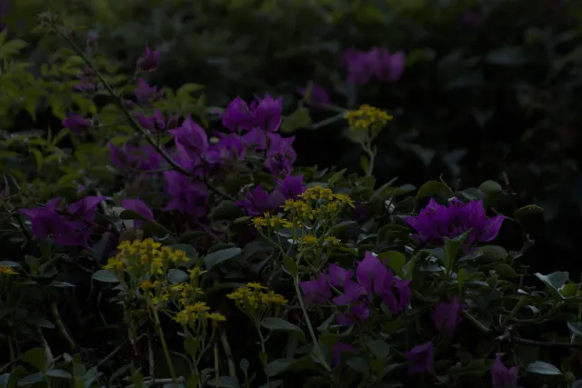 Tamron 28-300mm F3.5-6.3 (EF) - 00000590.webp