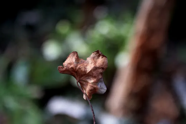 Carl Zeiss Jena Tessar 50mm f2.8 (M42) - 00005112.webp