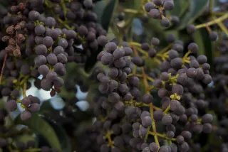 Zenith Helios-77M-4 50mm f1.8 VOMZ (M42) - 00001111.webp