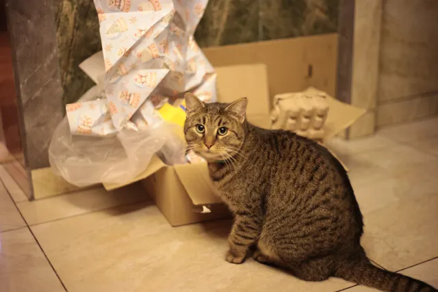 Rollei Planar 50mm f1.8 HFT C (QBM) - 00001733.webp