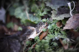 KOWA SUPER PROMINAR-16 50mm f1.2 Eiki 16mm (DIY) - 00002022.webp