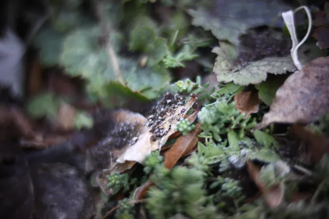 KOWA SUPER PROMINAR-16 50mm f1.2 Eiki 16mm (DIY) - 00002022.webp