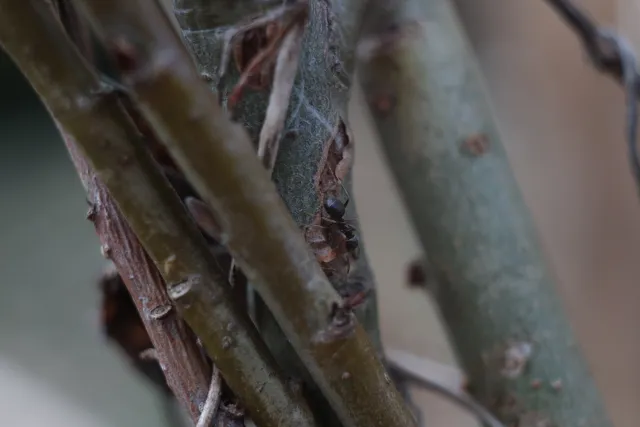 Kilfitt Makro-Kilar D f2.8 40mm (EXA) - 00005297.webp