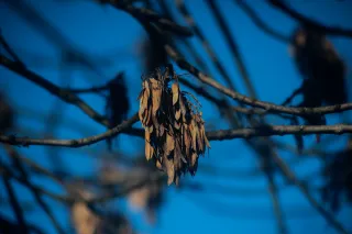 Vivitar Series 1 70-210mm f3.5 Macro Focusing (FD) - 00004742.webp