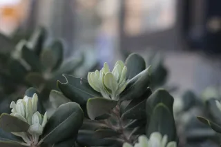 Carl Zeiss Jena DDR Pancolar Electric 50mm f1.8 (M42) - 00003275.webp