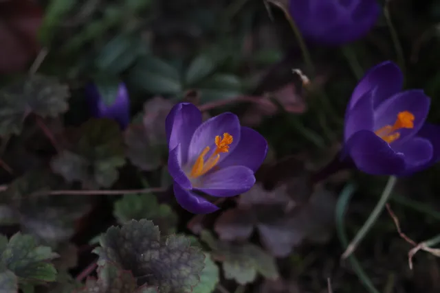 Carl Zeiss Jena Tessar 50mm f2.8 (M42) - 00005094.webp