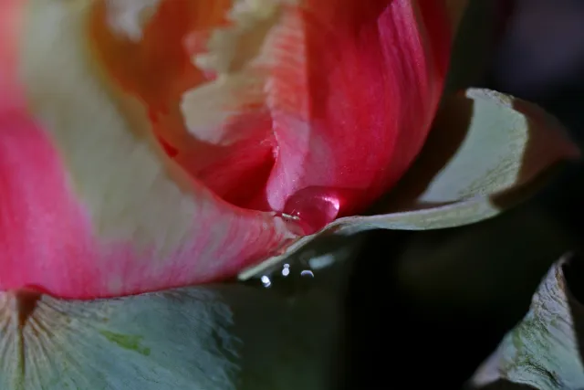 Canon Macro Lens FD 50mm f3.5 S.S.C. (FD) - 00004945.webp