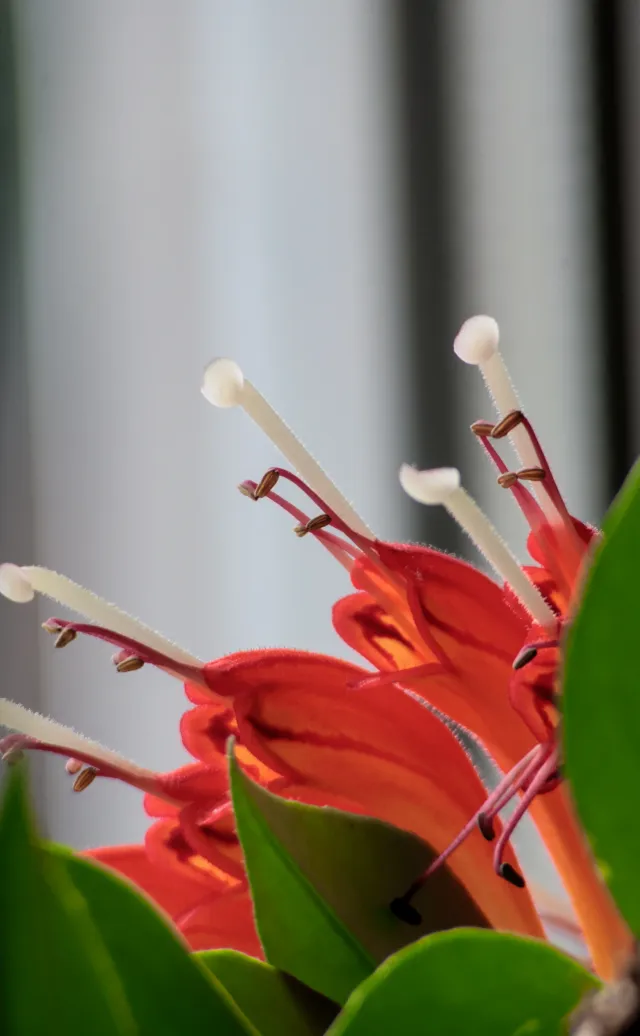 Sears Auto Zoom 70-210mm f4-5.6 (Pentax-K) - 00005003.webp