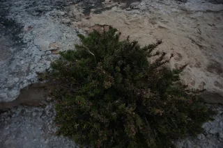 Carl Zeiss Flektogon f4 20mm (m42).md - 00003350.webp