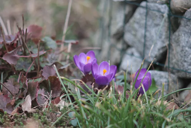 Auto Mamiya-Sekor 200mm f3.5 (M42) - 00005075.webp