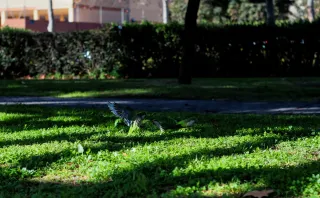 Auto Exaktar EEM 35mm f2.8 ( Minolta MD) - 00002713.webp