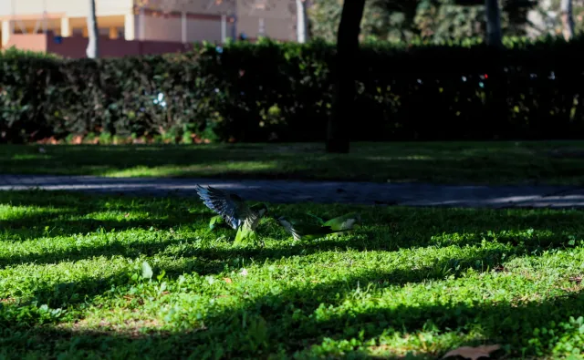 Auto Exaktar EEM 35mm f2.8 ( Minolta MD) - 00002713.webp