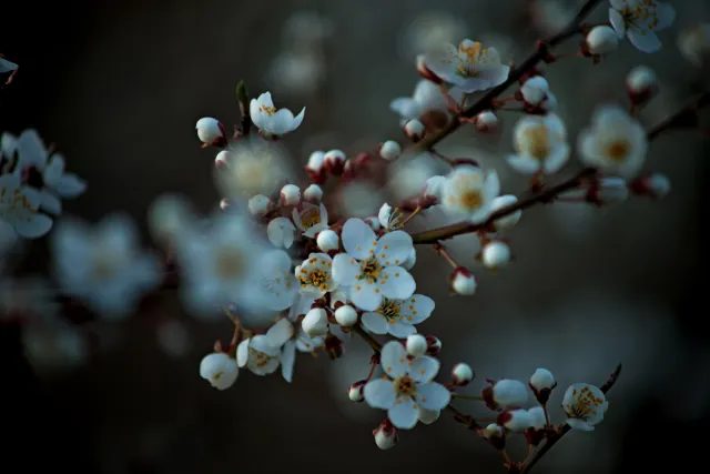 Canon FD 70-210mm f4 (FD) - 00005446.webp