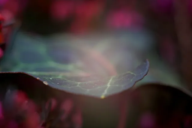 Carl Zeiss Jena Tessar 50mm f2.8 (M42) - 00005100.webp