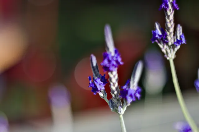 Zenith Helios-77M-4 50mm f1.8 VOMZ (M42) - 00001277.webp