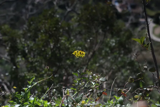 Auto Exaktar EEM 35mm f2.8 ( Minolta MD) - 00003130.webp