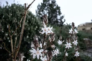 Carl Zeiss Flektogon f4 20mm (m42).md - 00004432.webp