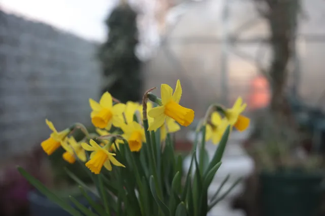 Kilfitt Makro-Kilar D f2.8 40mm (EXA) - 00005287.webp