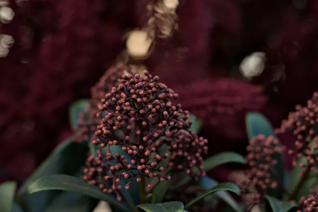 Zenith Helios-77M-4 50mm f1.8 VOMZ (M42) - 00001038.webp