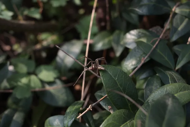 Kilfitt Makro-Kilar D f2.8 40mm (EXA) - 00005303.webp