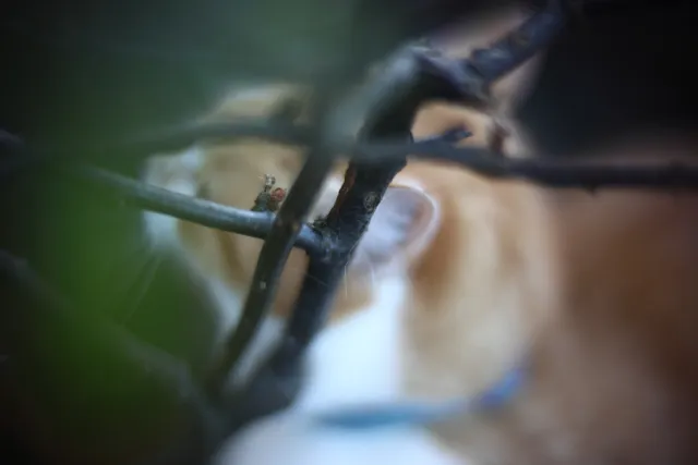 KOWA SUPER PROMINAR-16 50mm f1.2 Eiki 16mm (DIY) - 00002025.webp