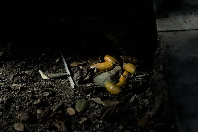 Tamron 28-300mm F3.5-6.3 (EF) - 00001072.webp