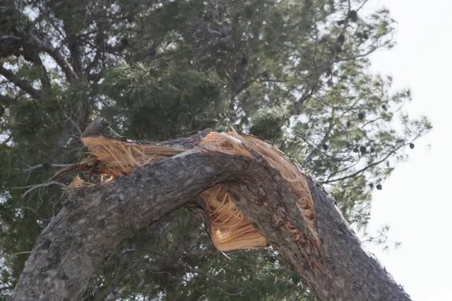 Tamron 28-300mm F3.5-6.3 (EF) - 00003707.webp