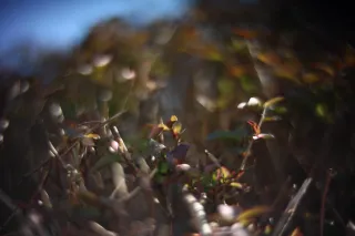 KOWA SUPER PROMINAR-16 50mm f1.2 Eiki 16mm (DIY) - 00002093.webp