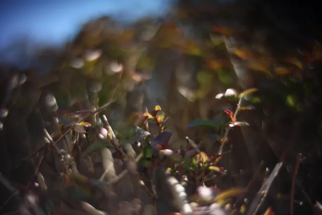 KOWA SUPER PROMINAR-16 50mm f1.2 Eiki 16mm (DIY) - 00002093.webp