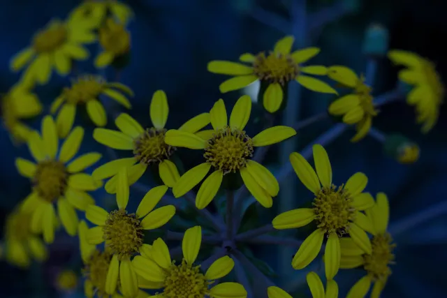 Zenith Helios-77M-4 50mm f1.8 VOMZ (M42) - 00000863.webp