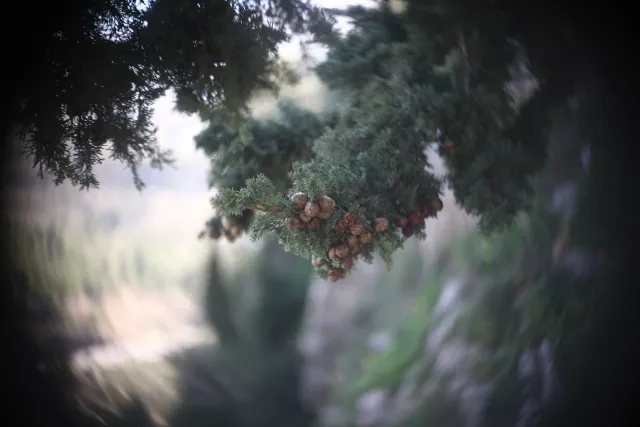 Simplex Ampro Ltd 2.5cala (63.5mm) f1.8 16mm (DIY) - 00003150.webp