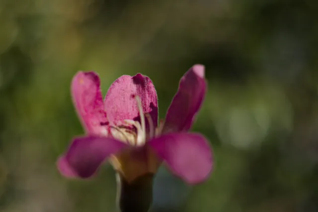 Meyer-Optik Görlitz Primagon 35mm f4.5 (M42) - 00001288.webp