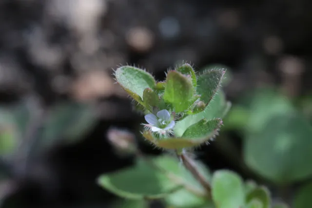 Canon Macro Lens FD 50mm f3.5 S.S.C. (FD) - 00005638.webp