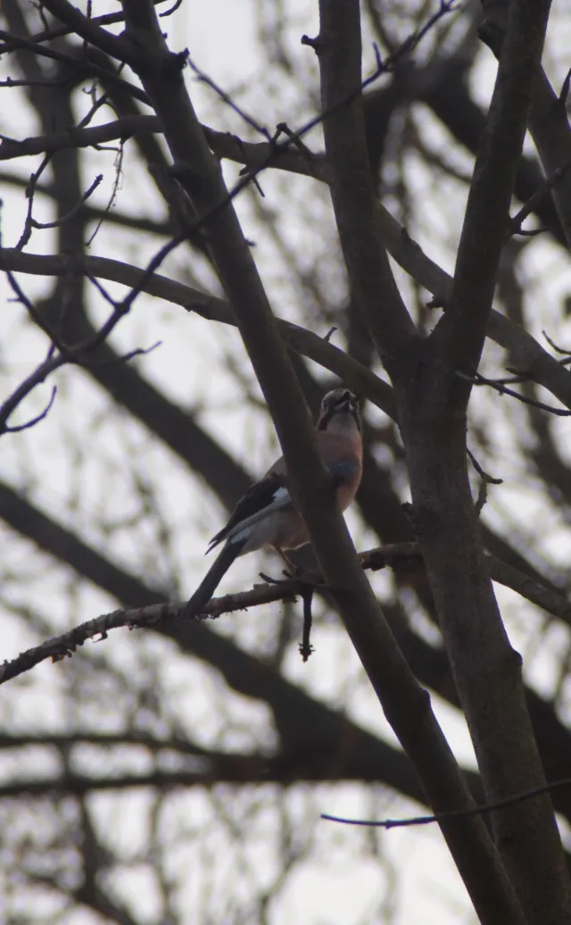 Miranda 75-300mm f4.5-5.6 MC Macro (Olympus OM) - 00005427.webp