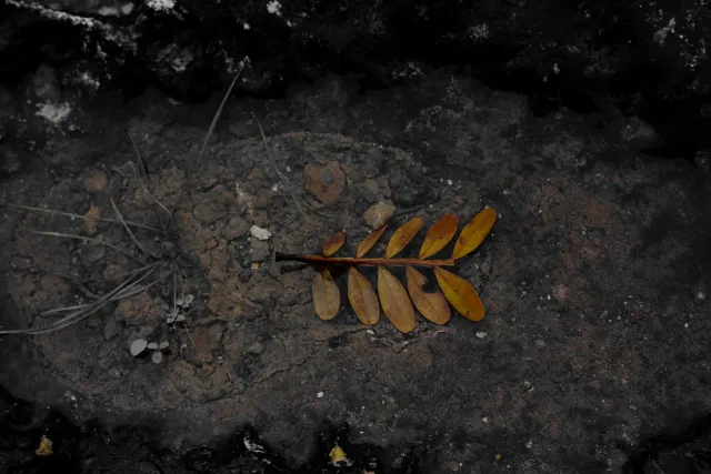 Carl Zeiss Jena DDR Pancolar Electric 50mm f1.8 (M42) - 00004537.webp