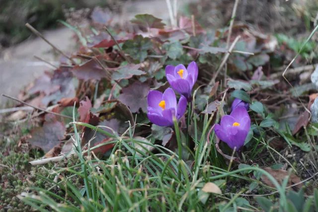 Custom Portrait Lens 70mm f2.8 (M42) - 00005158.webp