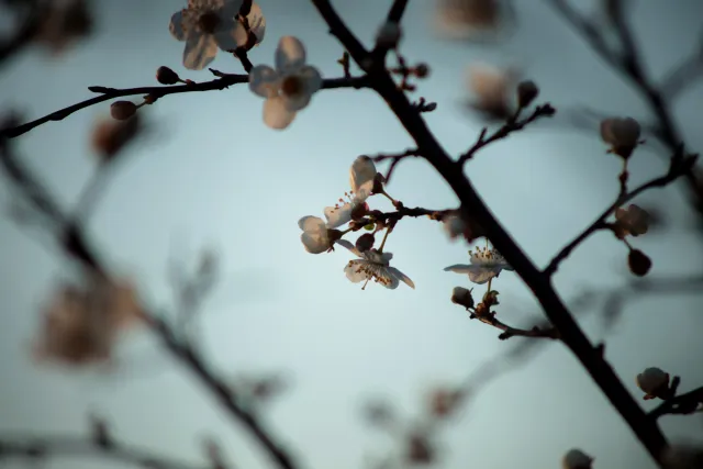 Canon FD 70-210mm f4 (FD) - 00005458.webp