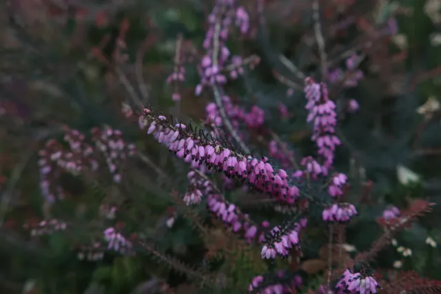 Formula 5 Gold Crown Macro Zoom 60-150mm f4 MC (M42) - 00005025.webp