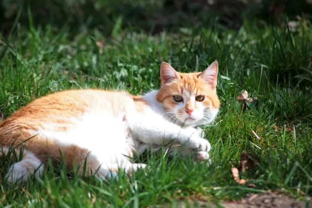 Vivitar Series 1 70-210mm f3.5 VMC V2 (Olympus OM) - 00005440.webp